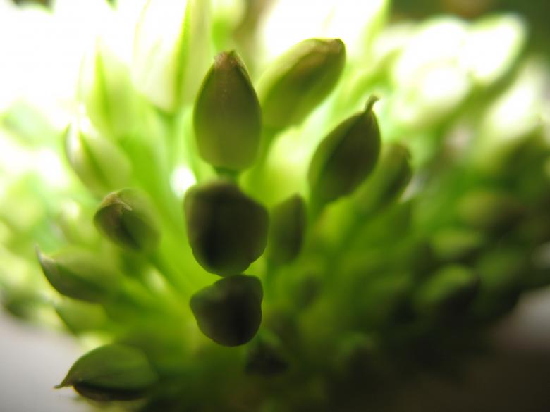 Free stock image of Nature simplistic beauty created by Kavin Tran