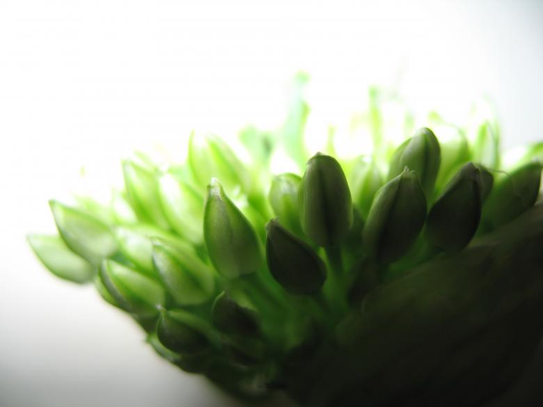 Free stock image of Nature simplistic beauty created by Kavin Tran