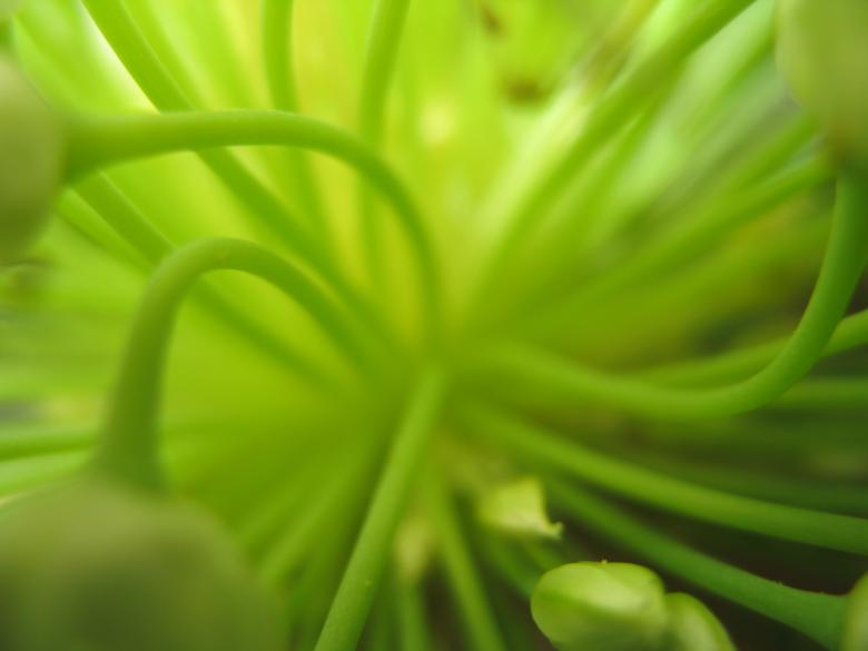 Free stock image of Nature simplistic beauty created by Kavin Tran