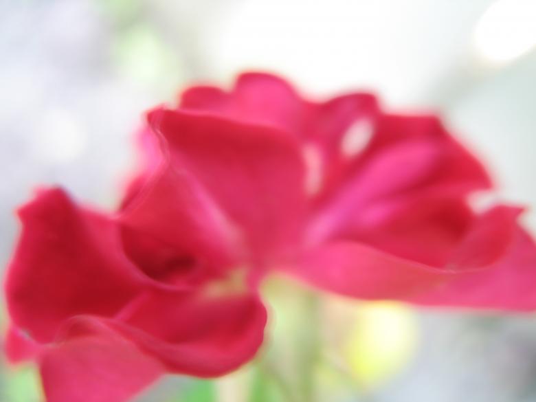 Free stock image of Nature simplistic beauty created by Kavin Tran