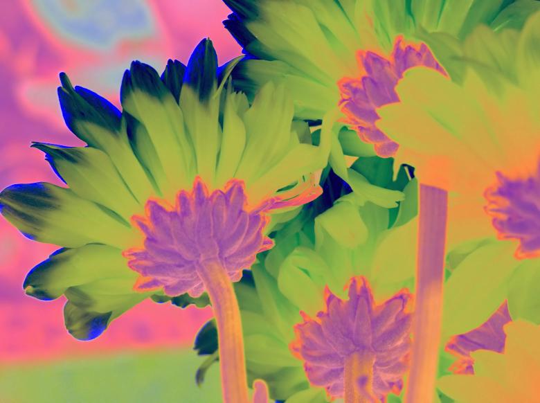 Free stock image of Flowers created by Heather Elaine Kitchen