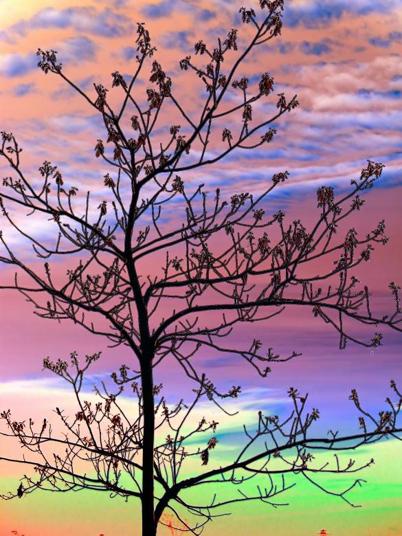 Free stock image of Filtered Tree created by Heather Elaine Kitchen