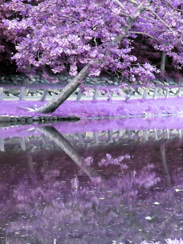 Free stock image of Tree Reflection created by Heather Elaine Kitchen