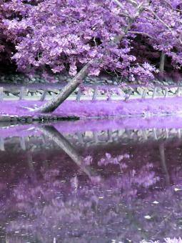 Free Stock Photo of Tree Reflection