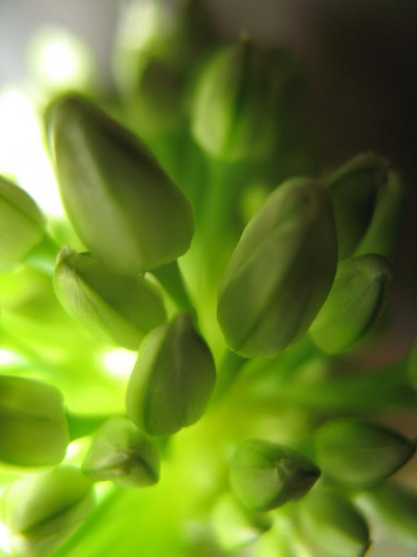 Free stock image of Nature simplistic beauty created by Kavin Tran