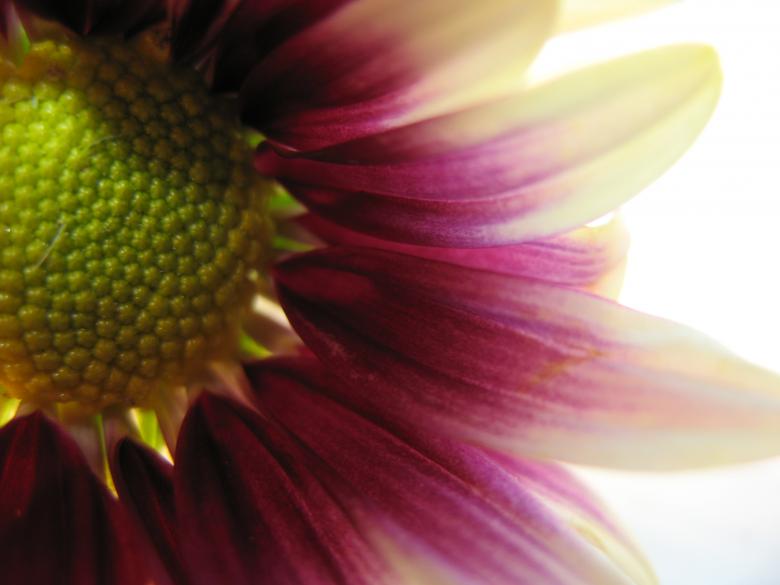 Free stock image of Nature simplistic beauty created by Kavin Tran