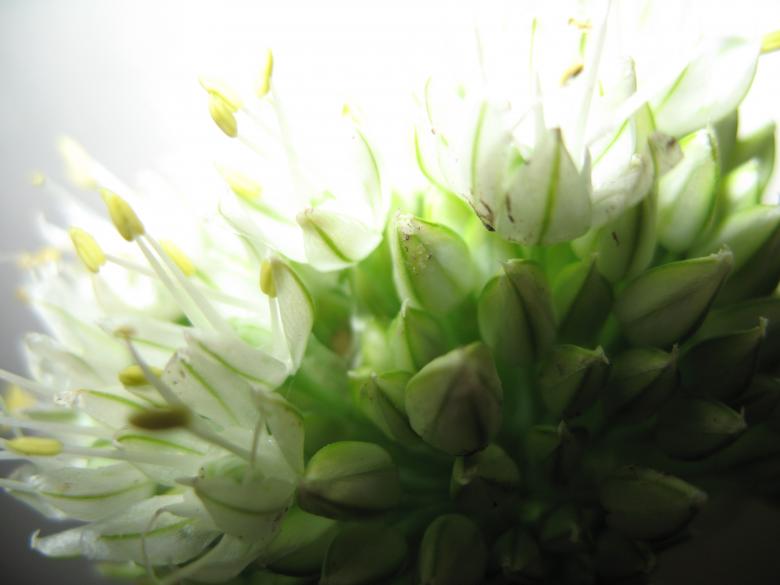Free stock image of Nature simplistic beauty created by Kavin Tran