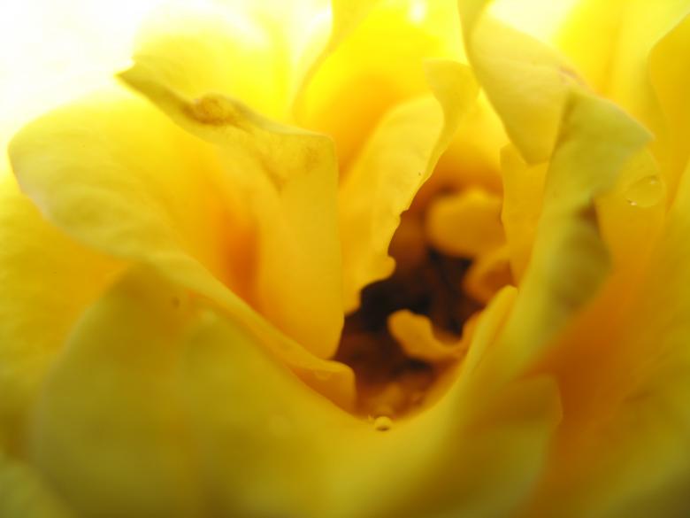 Free stock image of Nature simplistic beauty created by Kavin Tran