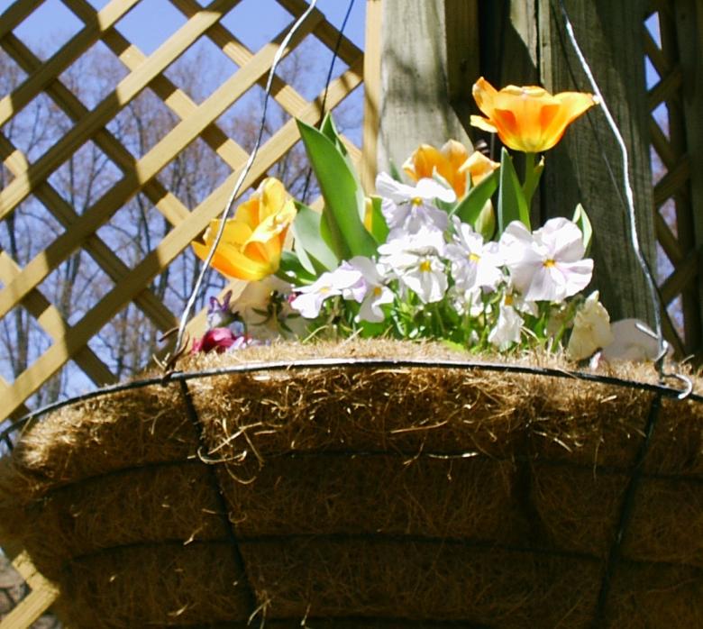 Free stock image of Biltmore estate flower garden created by Maria Kuroshchepova