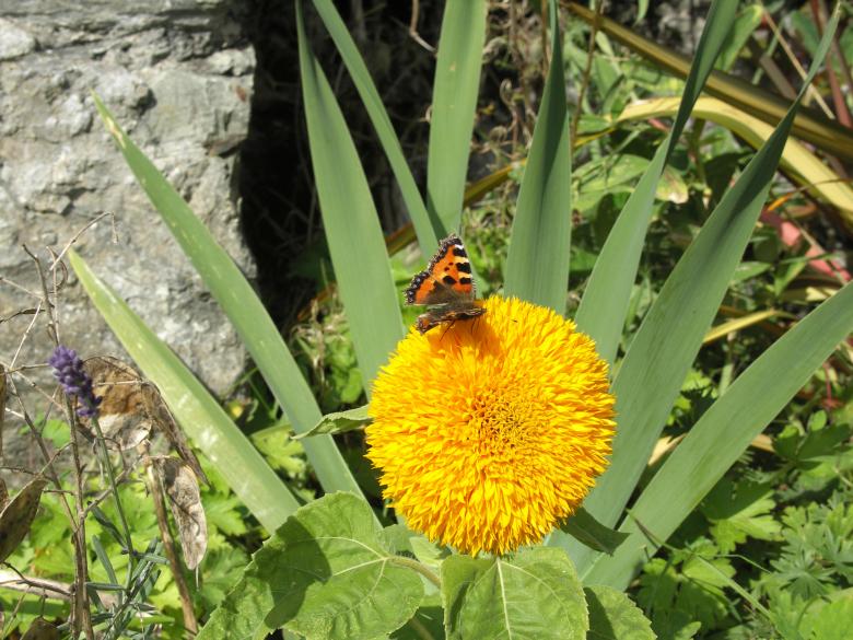 Free stock image of Butterfly created by Rob Brideson