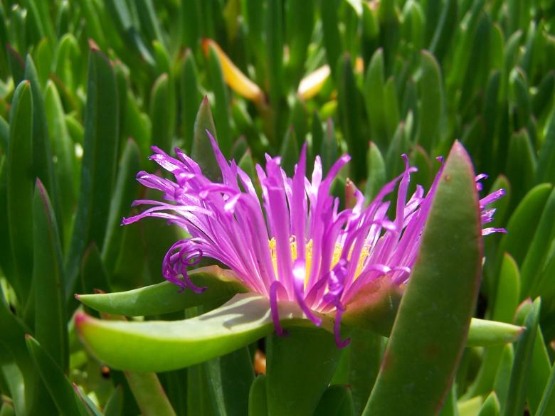 Free stock image of Flower created by DanF