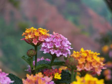 Flowers - Free Stock Photo