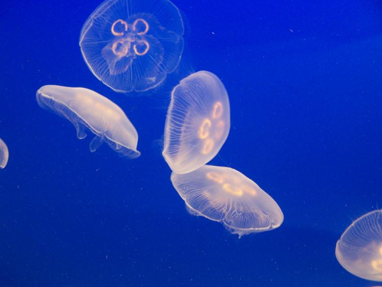 Free stock image of Jellyfish created by DanF