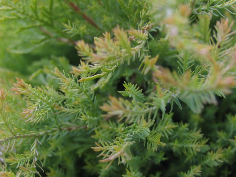 Free stock image of Green plant created by Alireza GHABRAEI