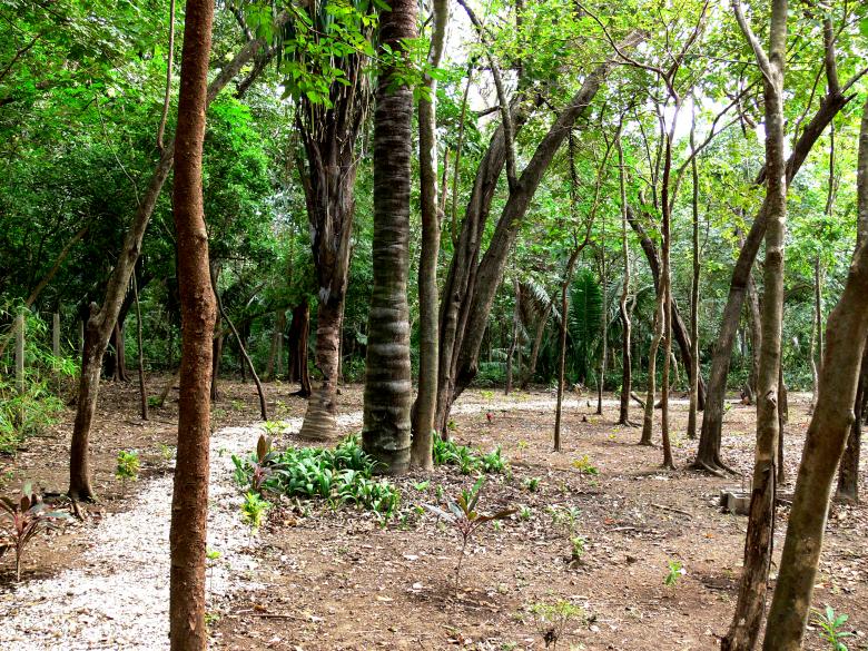Free stock image of Jungle trees created by Dennis Smith