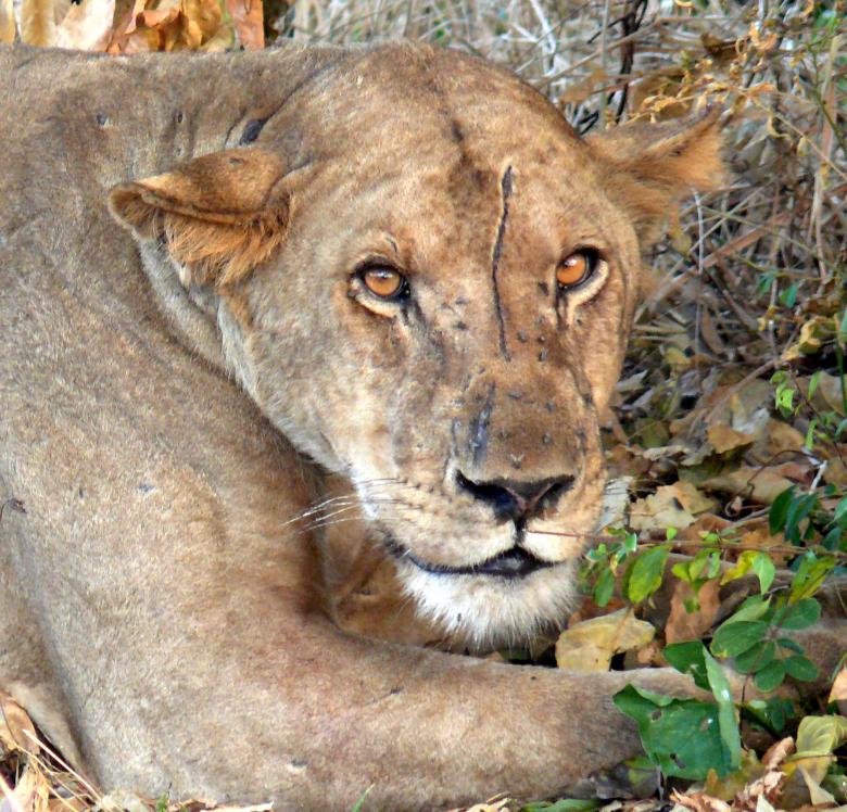 Free stock image of Lioness created by John Metzger
