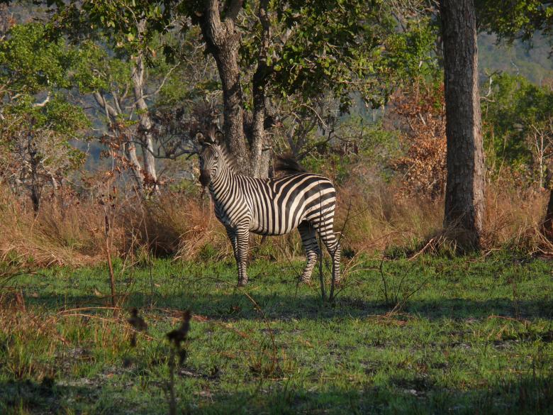 Free stock image of Zebra created by John Metzger
