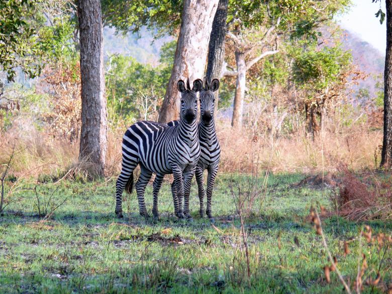 Free stock image of Zebras created by John Metzger