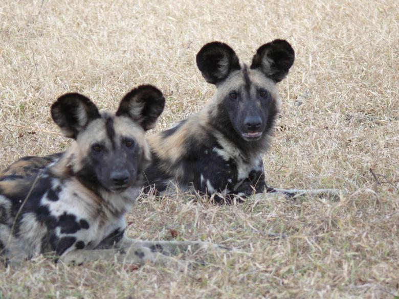 Free stock image of Wild dogs in Africa created by John Metzger