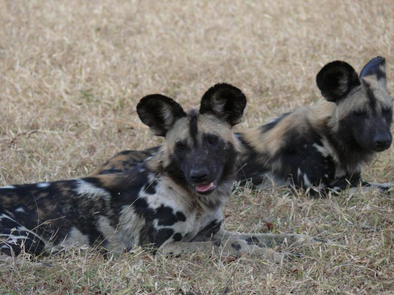 Free stock image of Wild dogs resting created by John Metzger