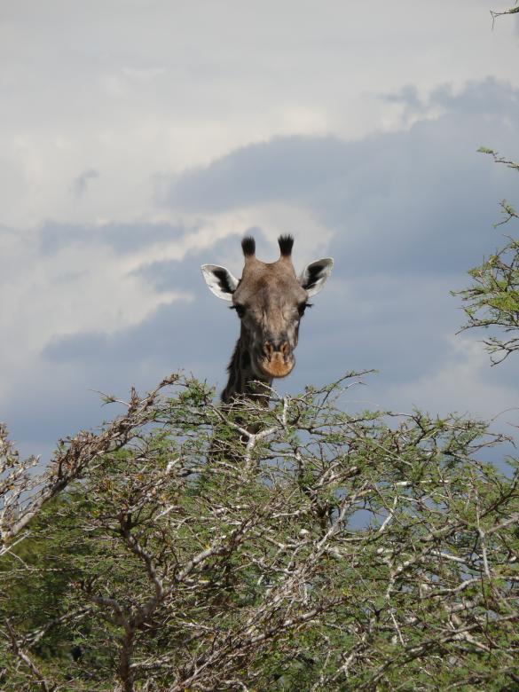 Free stock image of Giraffe Head created by John Metzger