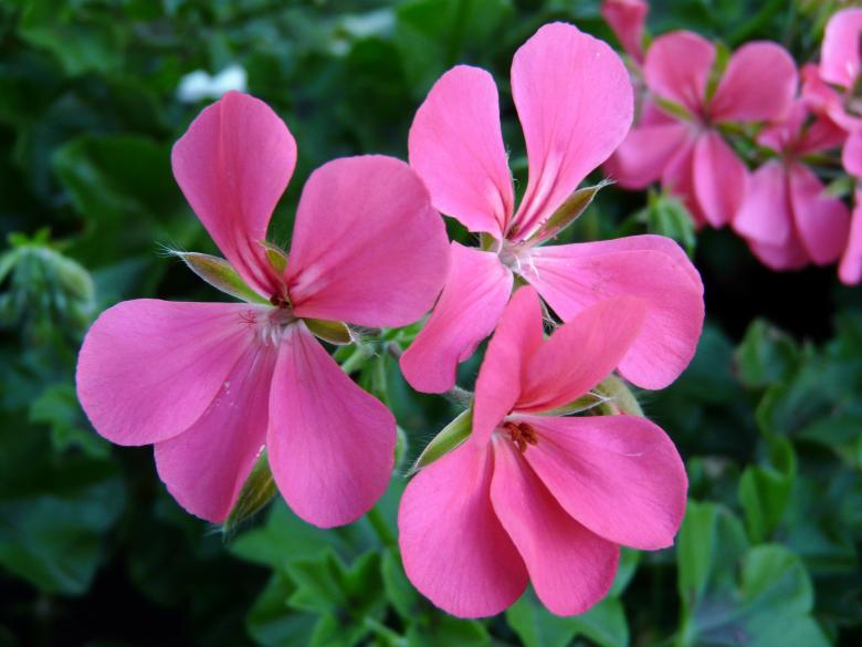 Free stock image of Geranium created by pelikan istvan