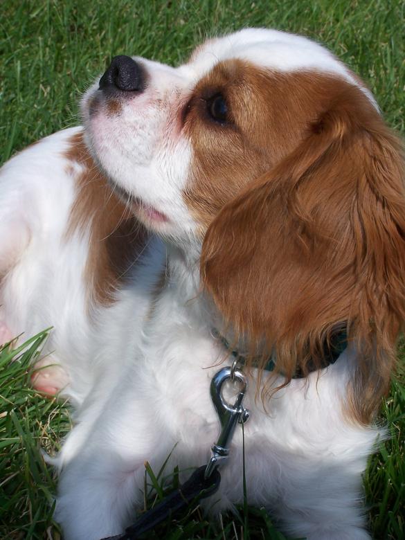 Free stock image of Cute dog created by DanF