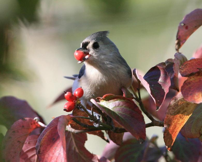 Free stock image of Tufted titmouse with a berry created by Cheryl Ann Victoria E