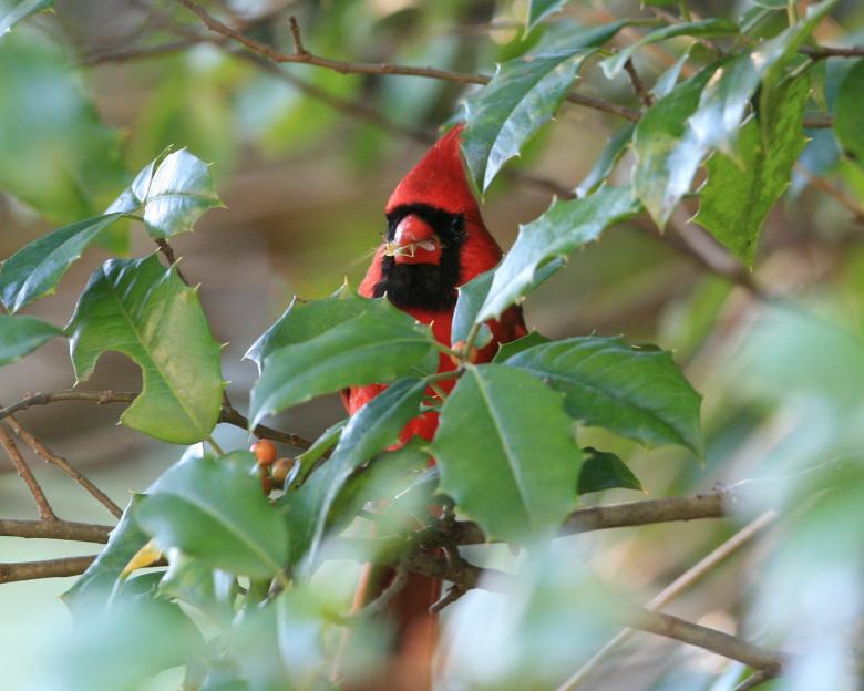 Free stock image of Cardinal in The Holly created by Cheryl Ann Victoria E