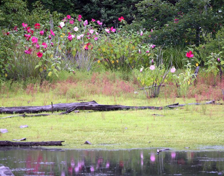 Free stock image of Wildflower Reflections created by Cheryl Ann Victoria E