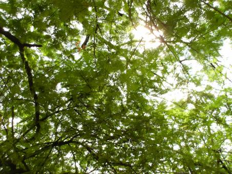 Sun behind the trees - Free Stock Photo