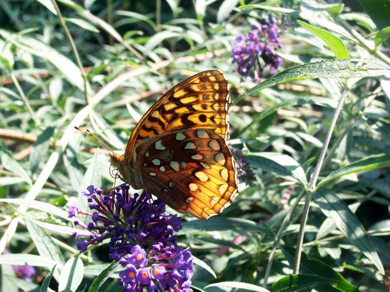 Free stock image of Golden beauty created by Susan Aceto