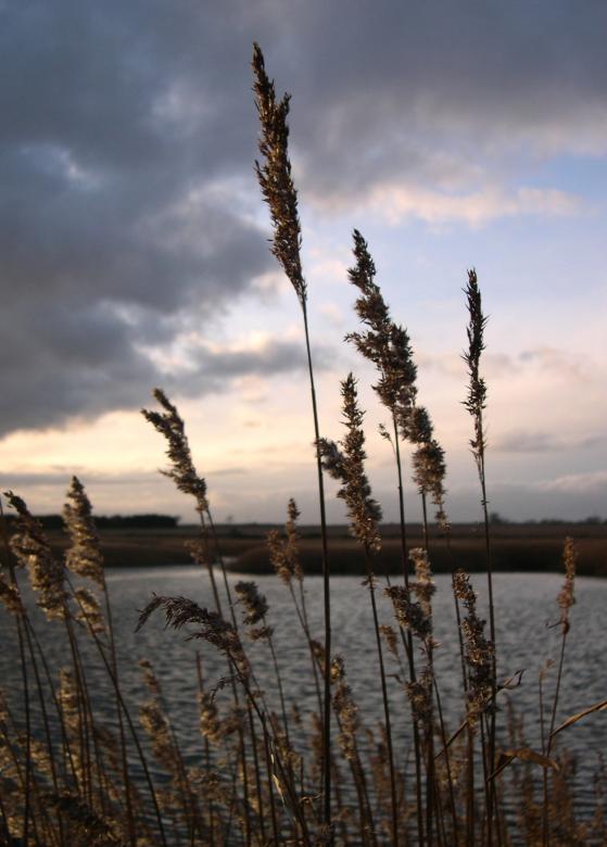 Free stock image of Tall grasses at sunset created by Jackie Skeate