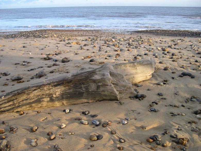 Free stock image of Driftwood on the beach created by Jackie Skeate