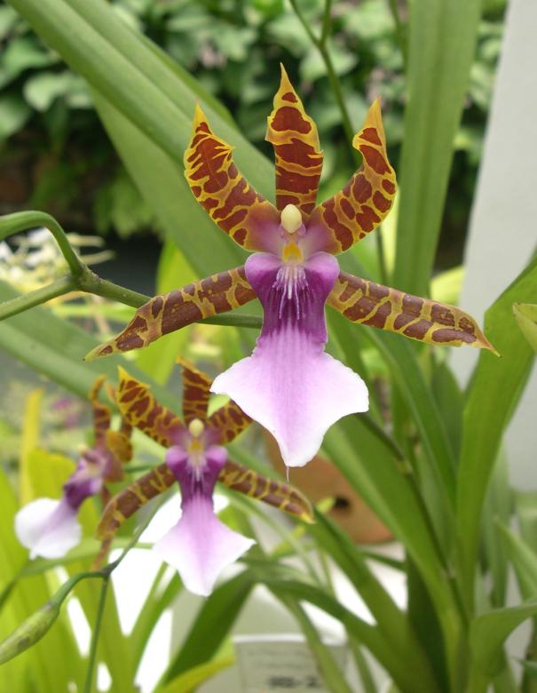 Free stock image of Brazilian orchid created by Jackie Skeate