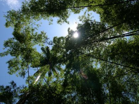 Free Stock Photo of Sun shining through trees