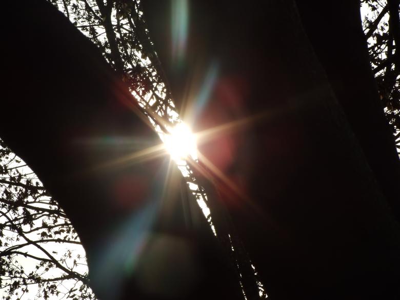 Free stock image of Walk in the woods created by Joe Shannon