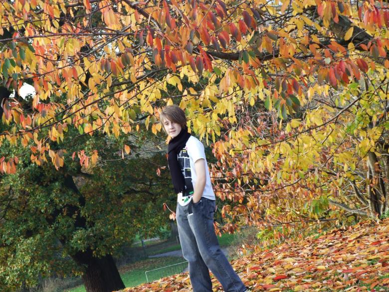 Free stock image of Autumn leaves created by Joe Shannon