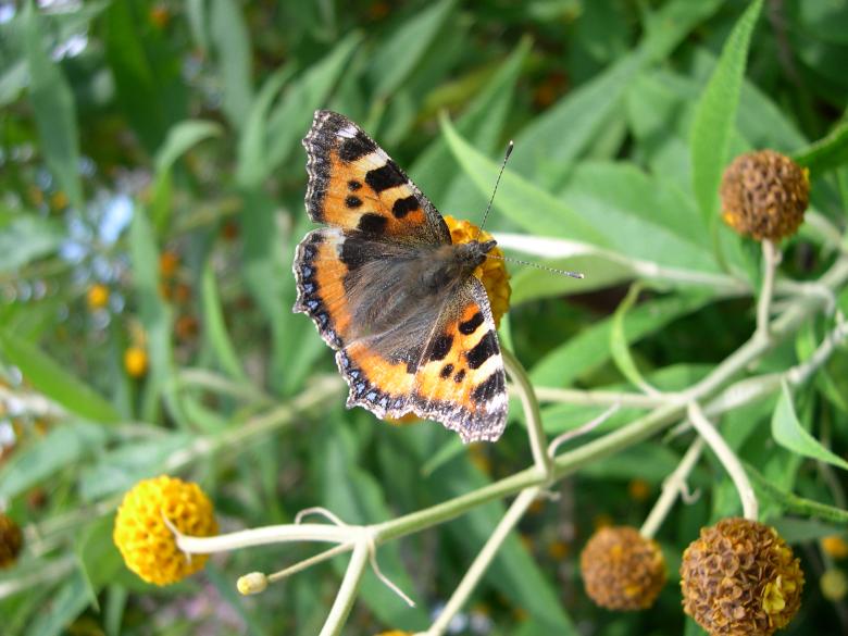 Free stock image of Tortoiseshell butterfly created by Jackie Skeate