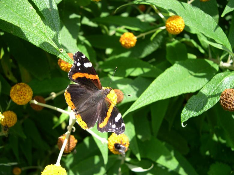 Free stock image of Red admiral butterfly created by Jackie Skeate