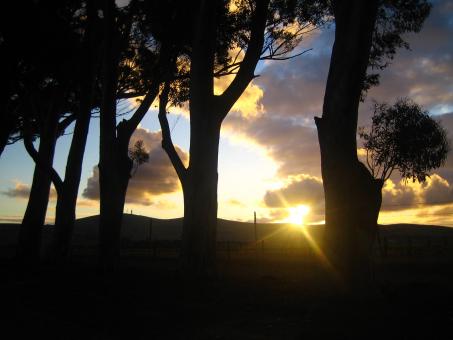 Sunset trees - Free Stock Photo