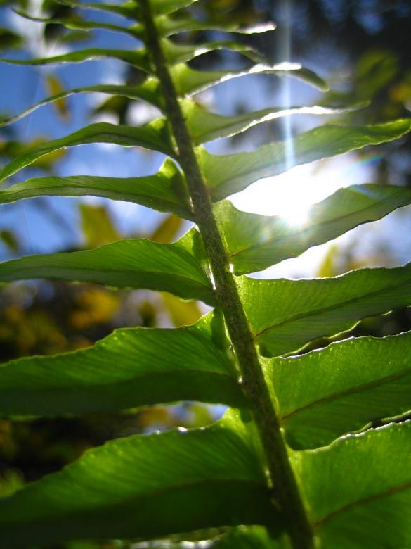 Free stock image of Sunny leaves created by David Hawkins