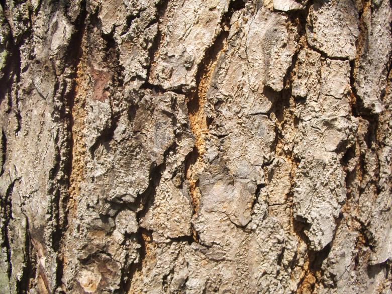 Free stock image of Wood back created by jagarts