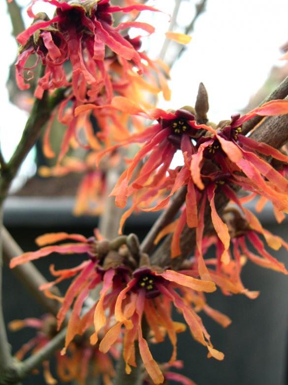 Free stock image of Red flowers created by Jackie Skeate