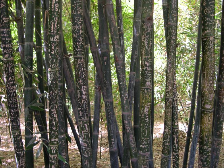Free stock image of Graffiti on bamboo created by Jackie Skeate
