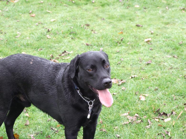 Free stock image of Labrador created by Joe Shannon