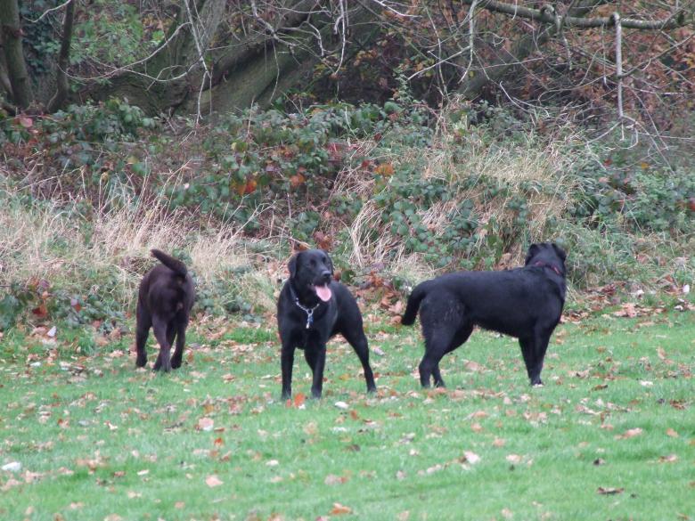 Free stock image of The Labradors created by Joe Shannon