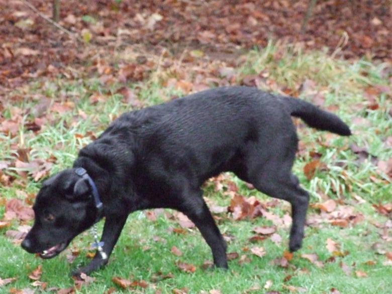 Free stock image of Labrador created by Joe Shannon