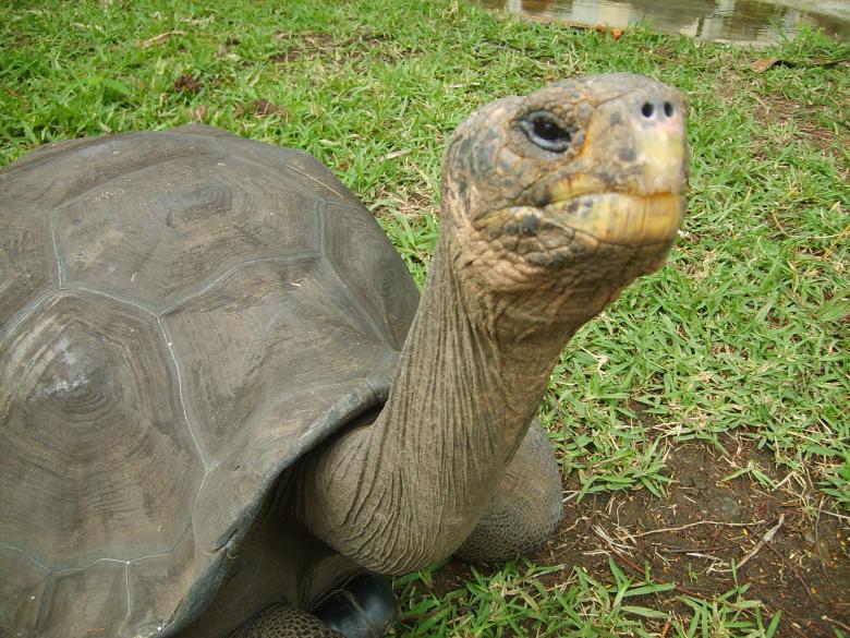 Free stock image of Turtle created by Scorch