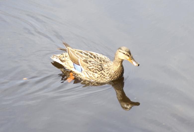 Free stock image of Swimming duck created by Diane Hill